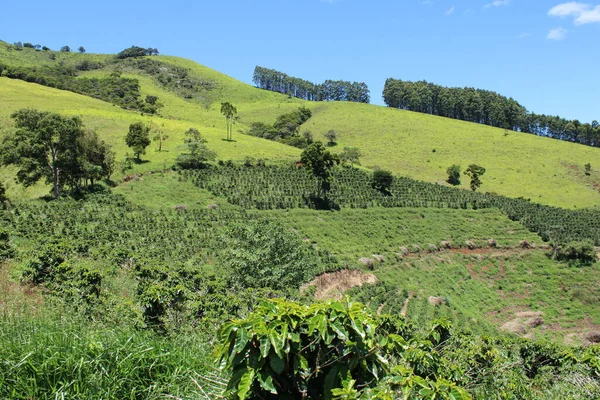 Plantação Chá Verde Nas Montanhas — Fotografia de Stock