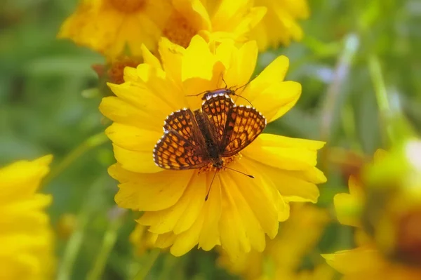 Красивая Бабочка Цветке — стоковое фото