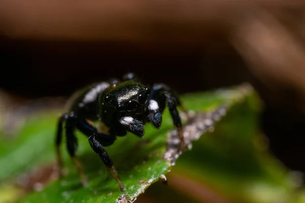 Detailní Záběr Krásného Hmyzu — Stock fotografie