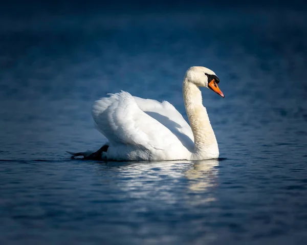 Cisne Blanco Lago — Foto de Stock