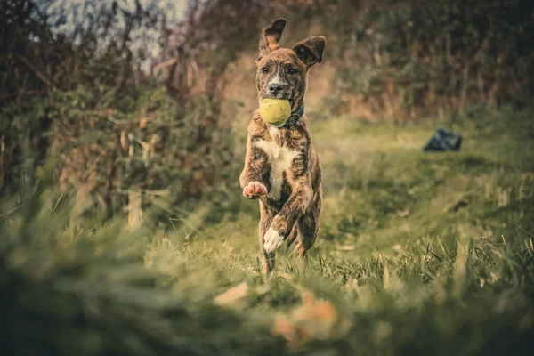 Hond Loopt Het Park — Stockfoto