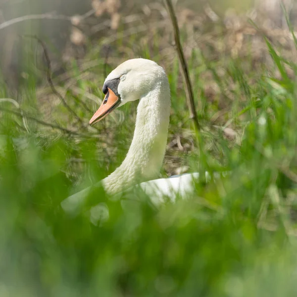 湖の白い白鳥 — ストック写真