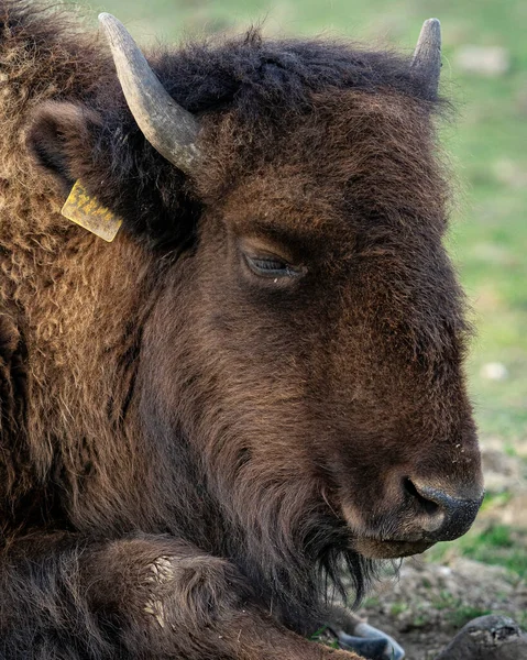 Gros Plan Bison Dans Pâturage — Photo