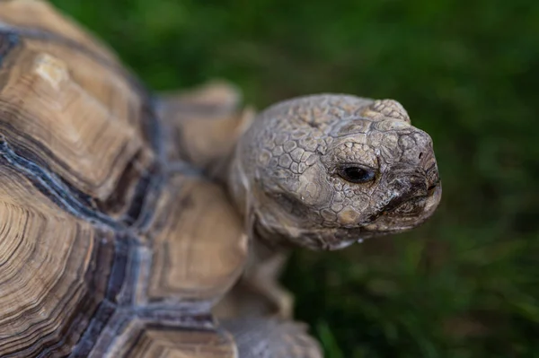 Gros Plan Une Tortue — Photo