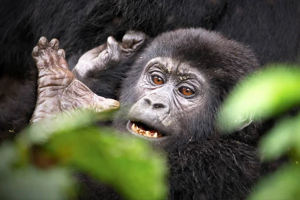 Egy Közelkép Egy Aranyos Csimpánzról — Stock Fotó
