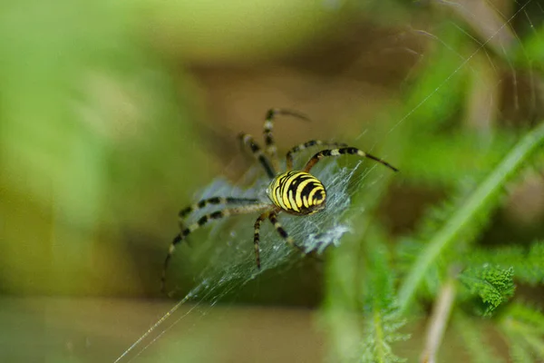 Closeup Spider Green Leaf — Stock Photo, Image