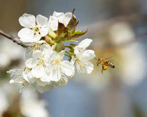 Weiße Blumen Auf Einem Baum — Stockfoto