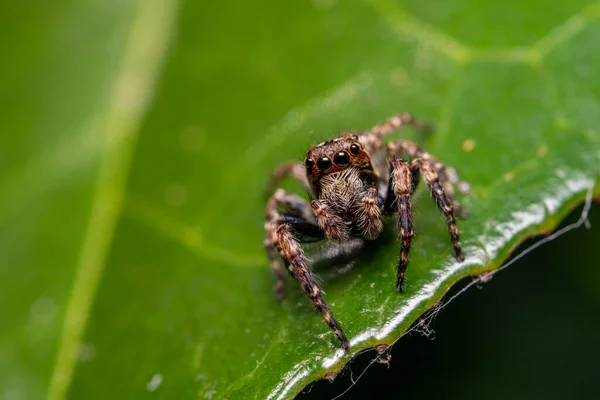 Aranha Uma Folha Verde — Fotografia de Stock