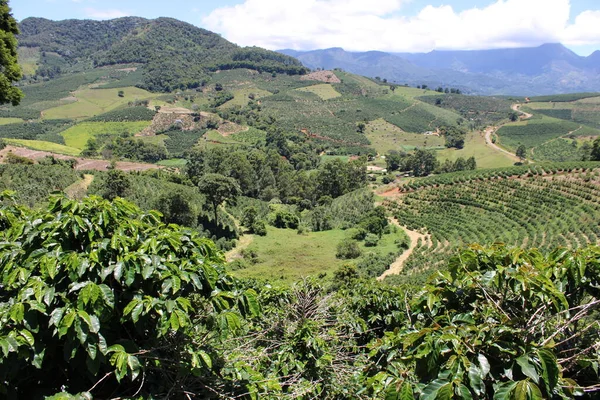 Plantación Las Montañas — Foto de Stock