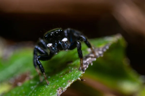 Nahaufnahme Einer Spinne Auf Einem Blatt — Stockfoto