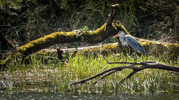 Oiseau Dans Eau — Photo