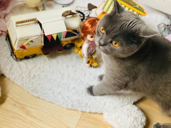 Niedliche Katze Liegt Mit Einem Spielzeug Auf Dem Boden — Stockfoto