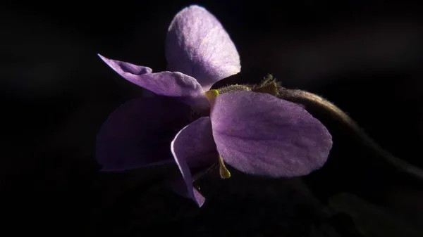 Beautiful Purple Orchid Flower Dark Background — Stok fotoğraf