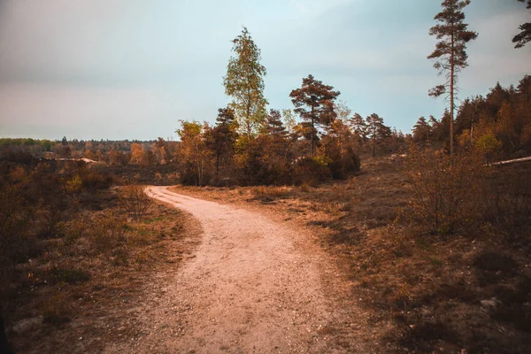 Podzimní Krajina Stromy Lesem — Stock fotografie