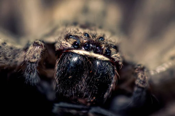 Makrospinne Auf Schwarzem Hintergrund — Stockfoto