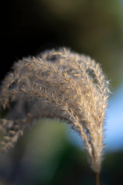 Närbild Ett Vetefält — Stockfoto