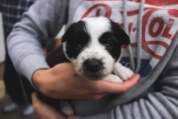 Bonito Cão Com Cobertor Branco — Fotografia de Stock