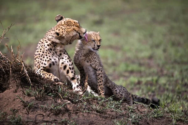 Gepardenjunges Der Savanne Von Kenia — Stockfoto