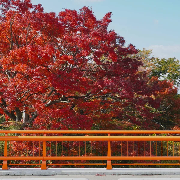Outono Paisagem Com Folhas Vermelhas — Fotografia de Stock