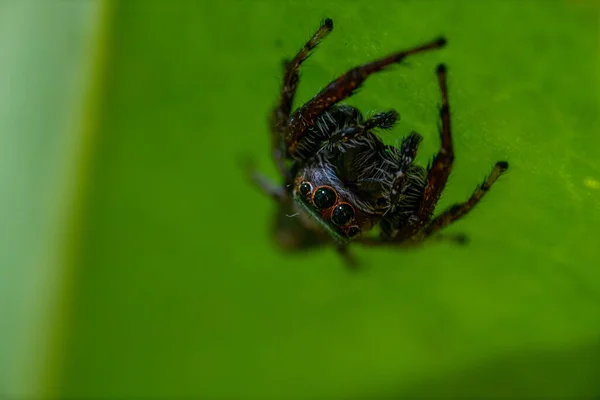 Araignée Sur Une Feuille Verte — Photo