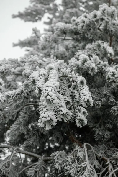 Zbliżenie Drzew Pokrytych Śniegiem — Zdjęcie stockowe