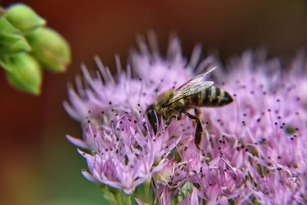 Biene Auf Einer Blume — Stockfoto