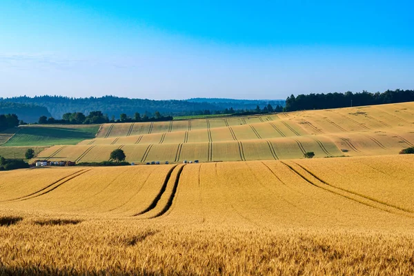 Aerial View Field Wheat Summer — Zdjęcie stockowe