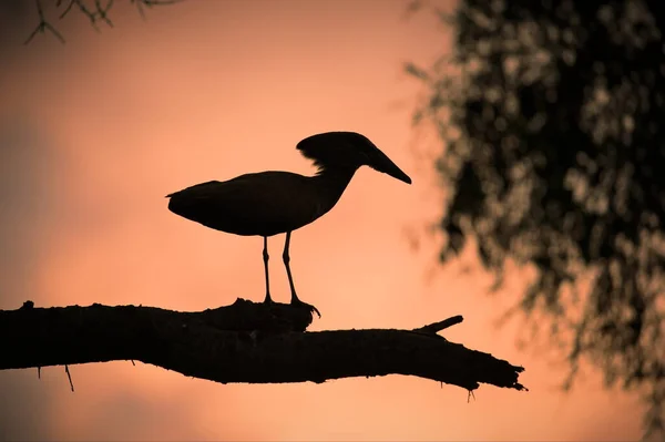 Silhouette Eines Storchs Auf Dem See — Stockfoto