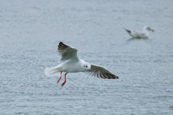 Mouette Volant Dans Mer — Photo