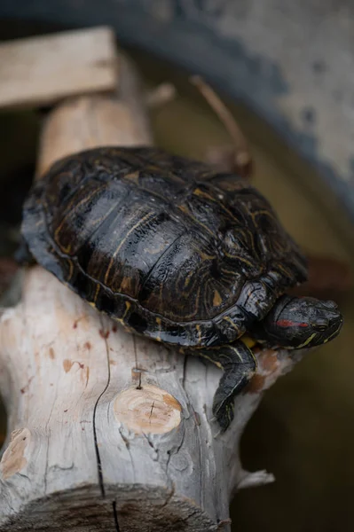 Close Turtle — Stock Photo, Image