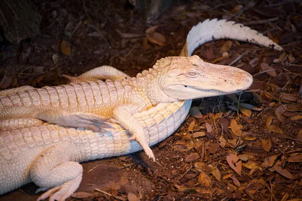 Primer Plano Una Iguana Verde —  Fotos de Stock