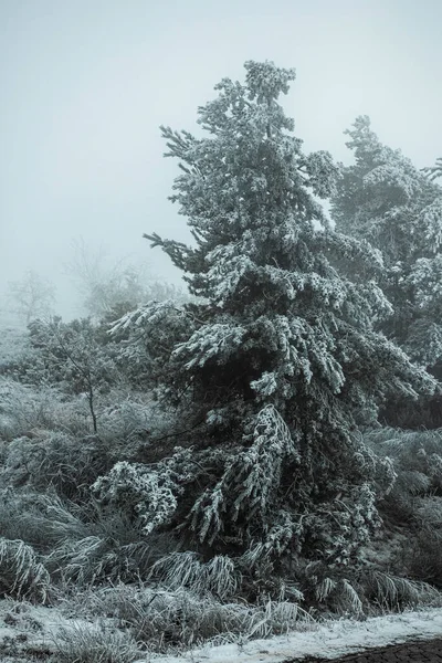 盖着积雪的树木 — 图库照片