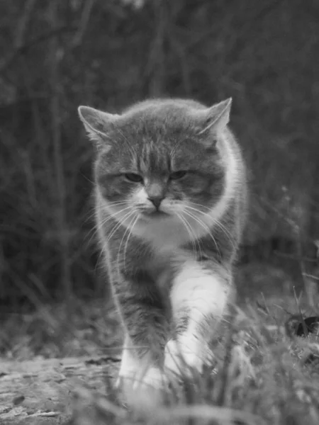 Bahçedeki Kedi — Stok fotoğraf