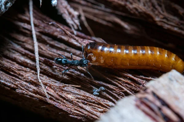 Böceğe Yakın Çekim Seçici Odak — Stok fotoğraf