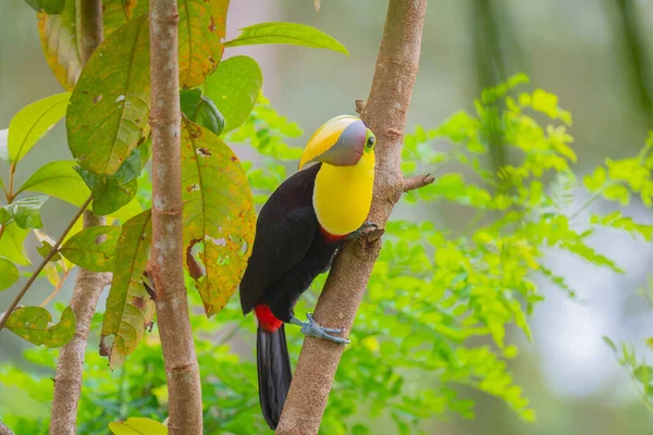 Yellow Macaw Bird Branch — Stock fotografie