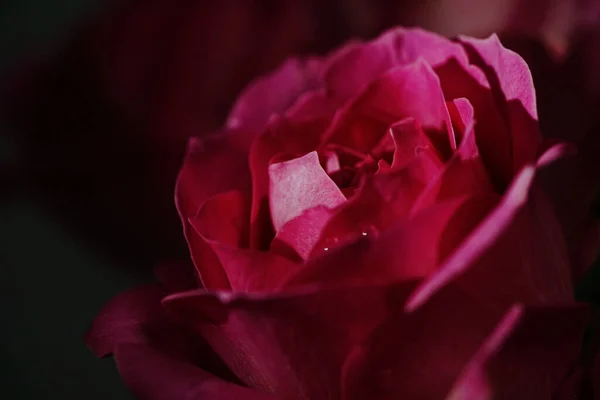 Красива Квітка Троянди Темному Тлі Вид Зблизька — стокове фото