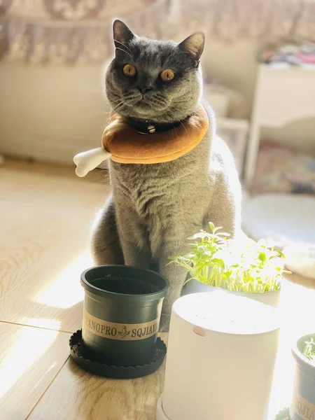 猫は台所で食べ物を食べる — ストック写真