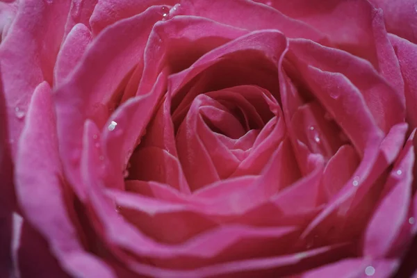 Beautiful Pink Rose Water Drops — Stock Photo, Image