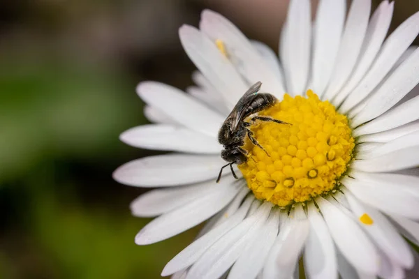 Abelha Uma Flor — Fotografia de Stock