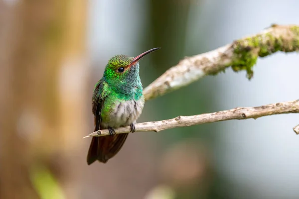 Hermoso Pájaro Una Rama —  Fotos de Stock