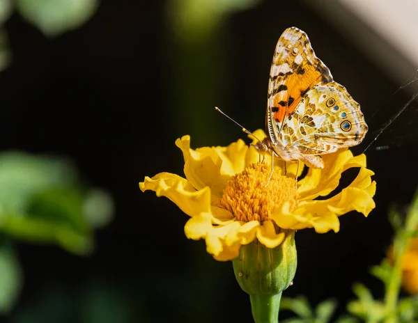 Kadife Çiçeğinin Üzerindeki Boyalı Bayan Kelebek — Stok fotoğraf