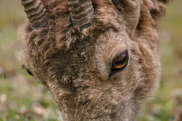 Primer Plano Una Cabra Zoológico — Foto de Stock