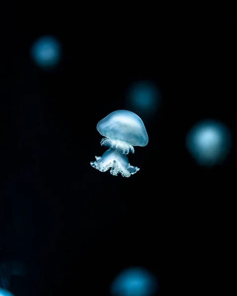 Méduses Dans Aquarium — Photo