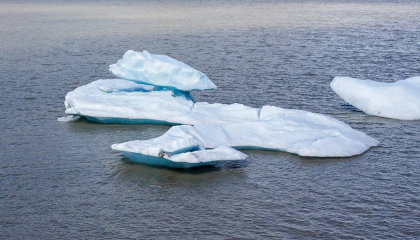 바다의 얼음에 — 스톡 사진