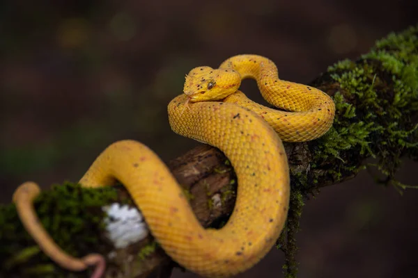 Gros Plan Serpent Dans Forêt — Photo