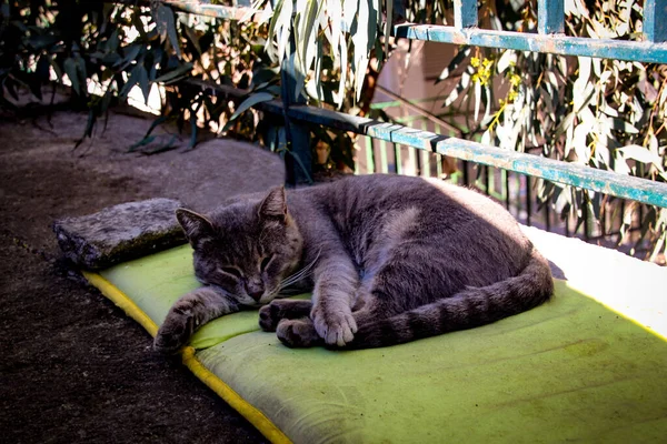 Beautiful Cat Laying Shade Animal Portrait Urban Close Wildlife Comfort — Fotografia de Stock