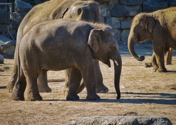 Närbild Bild Söt Elefant Djurparken — Stockfoto
