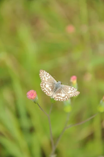 Piękny Motyl Kwiatku — Zdjęcie stockowe