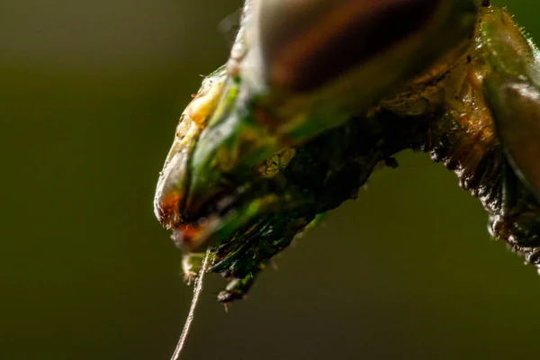 Makroaufnahme Eines Insekts — Stockfoto