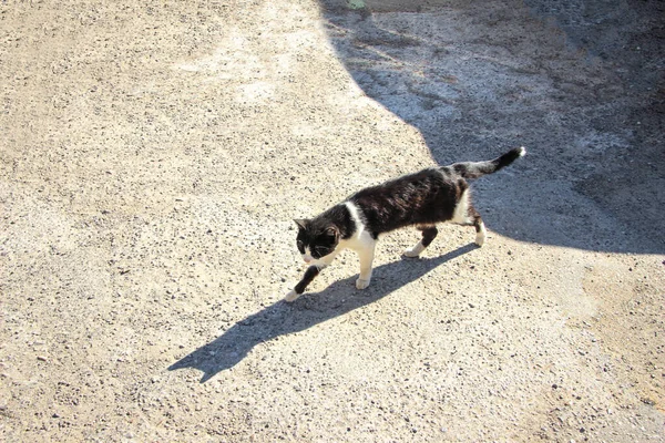 Gato Preto Branco Andando Sobre Cascalho Lançando Uma Sombra Retrato — Fotografia de Stock